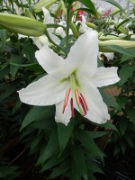 [5273 Siberia T No02.JPG]